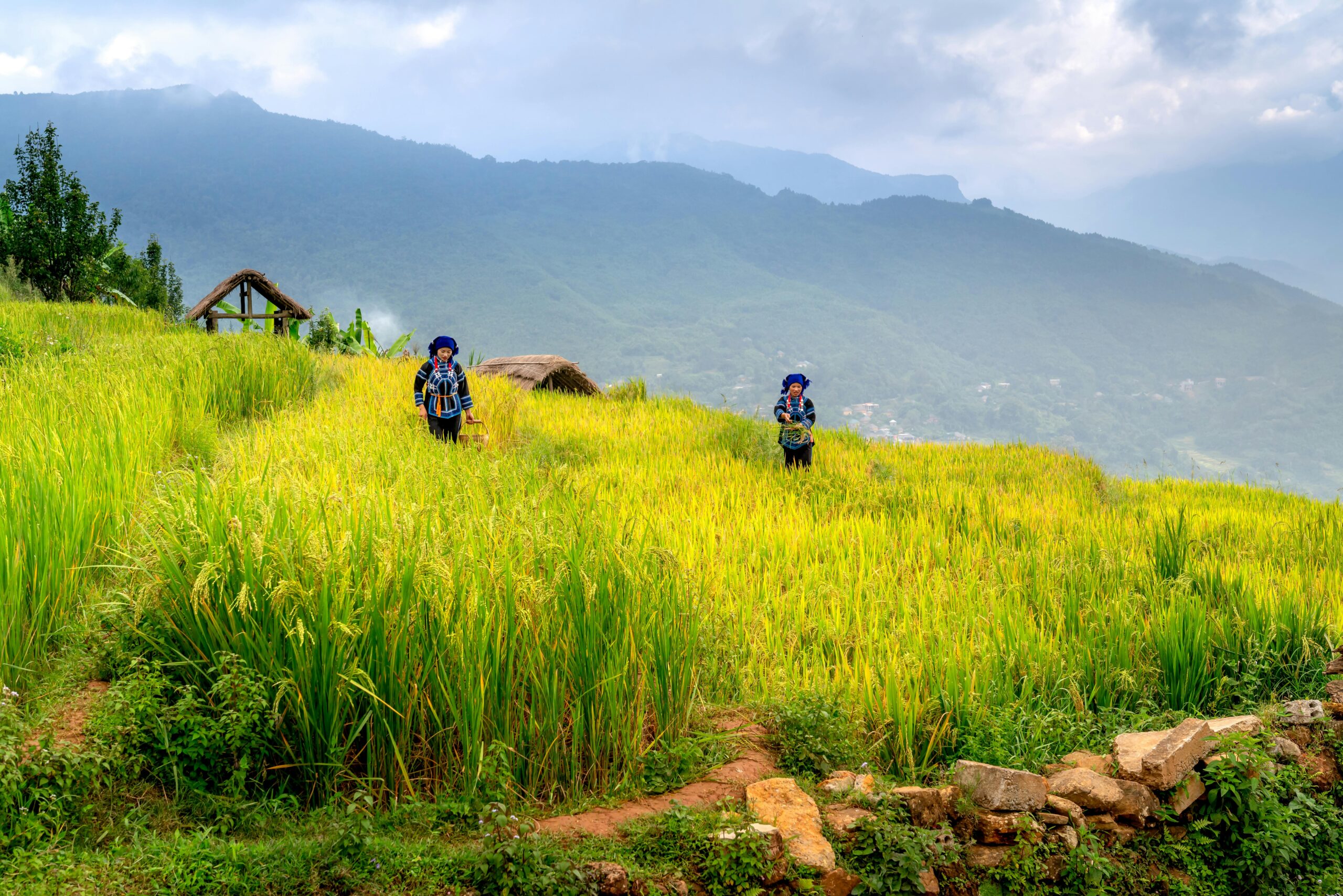 Two women working in lush rice paddies against a mountainous backdrop in Asia.